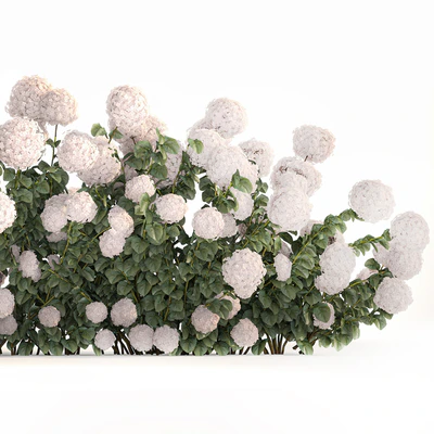 Beautiful bush white hydrangea with flowers for the garden, hedge. Plant set 1185 — Ver 7