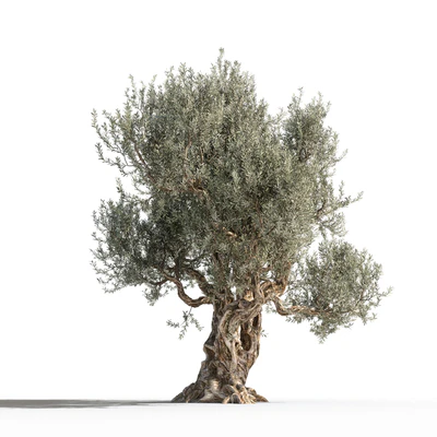 Дерево оливы 1 (Olive tree 1) — Вид 5