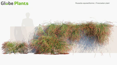 russelia equisetiformis — download