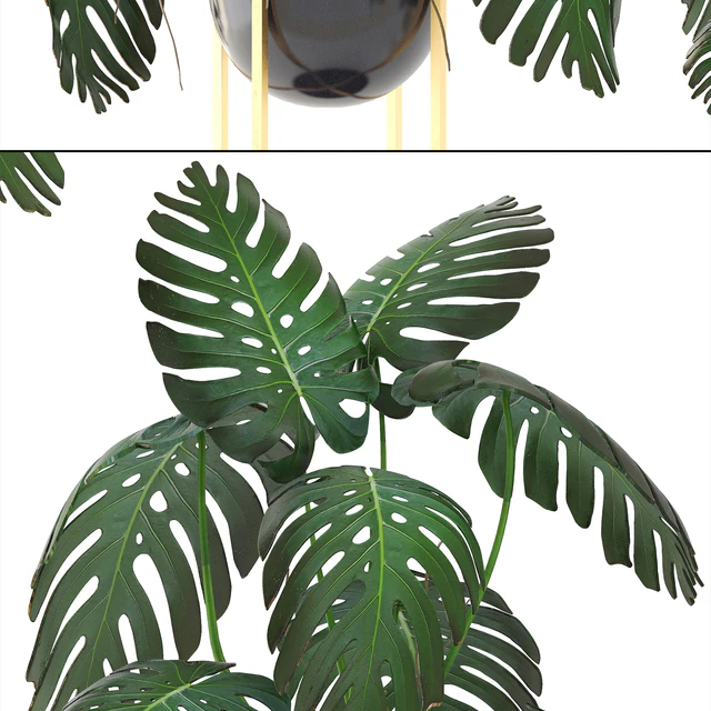 Monstera 8. Monstera, pot, flowerpot luxury, gold, bush, interior, decorative — Descargar