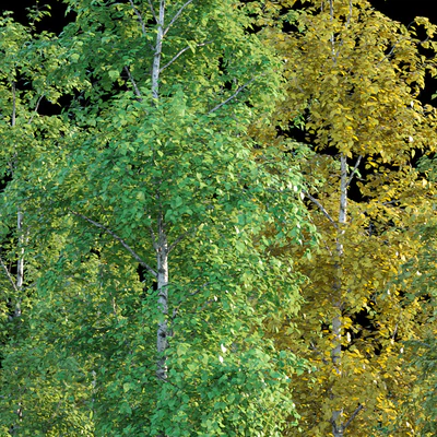 Birches — Ver 3