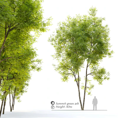 Summit green ash (Fraxinus pennsylvanica Summit) 2 — Вид 1