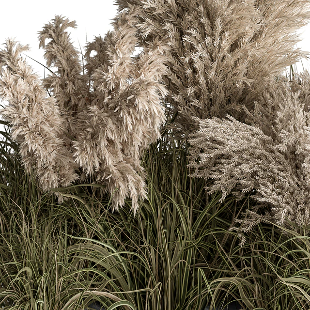 Mixed Pampas Plant Bush Set 95 — Descargar