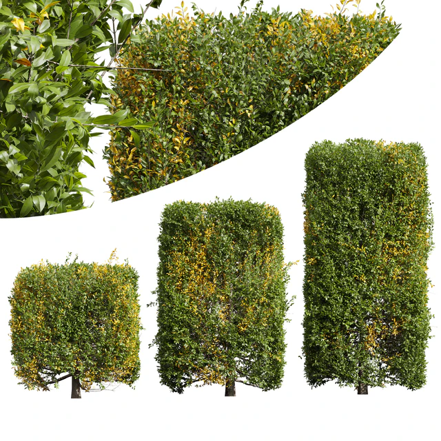 New Plant Ligustrum Quihoui Privet Pruned Box — Descargar