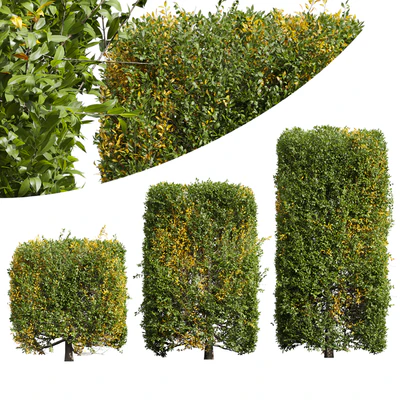 New Plant Ligustrum Quihoui Privet Pruned Box — Ver 1