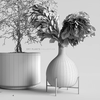 Dry plants collection — Вид 3