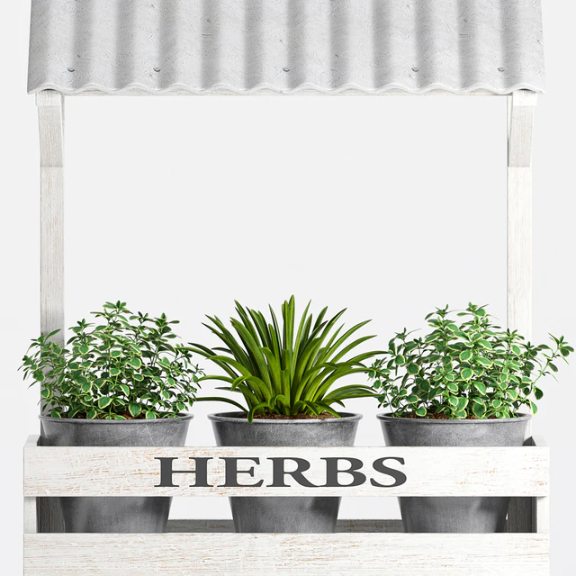 Herbs Plant -23 — Descargar