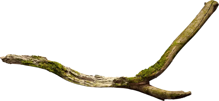 oak branch 001 — Скачать