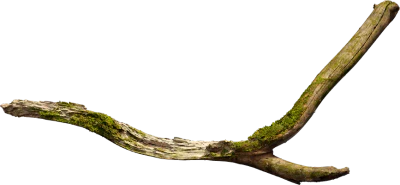 oak branch 001 — Скачать