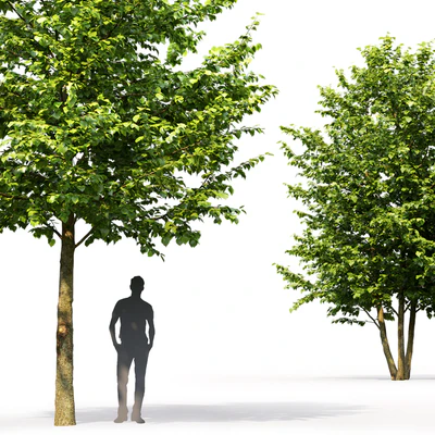 Tilia platyphyllos — Ver 2