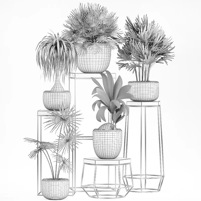 A collection of small plants in pots on stand tables with dracaena, rapeseed, palm, fan, coconut nutsifera. Set 525. — Ver 5