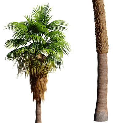 Set of California fan palm trees (Washingtonia palms) — Вид 5
