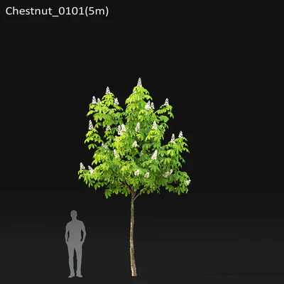 Chestnut (5-5.7m) — Ver 4
