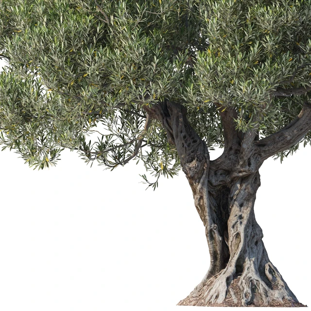Дерево оливы 8 (Olive tree 8) — Скачать