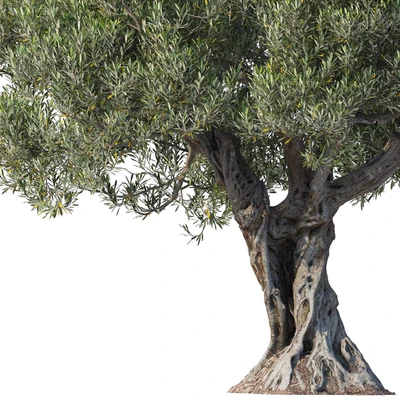 Дерево оливы 8 (Olive tree 8) — Вид 7