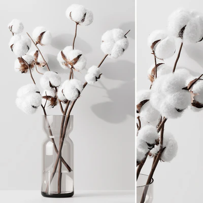 Cotton — Ver 1