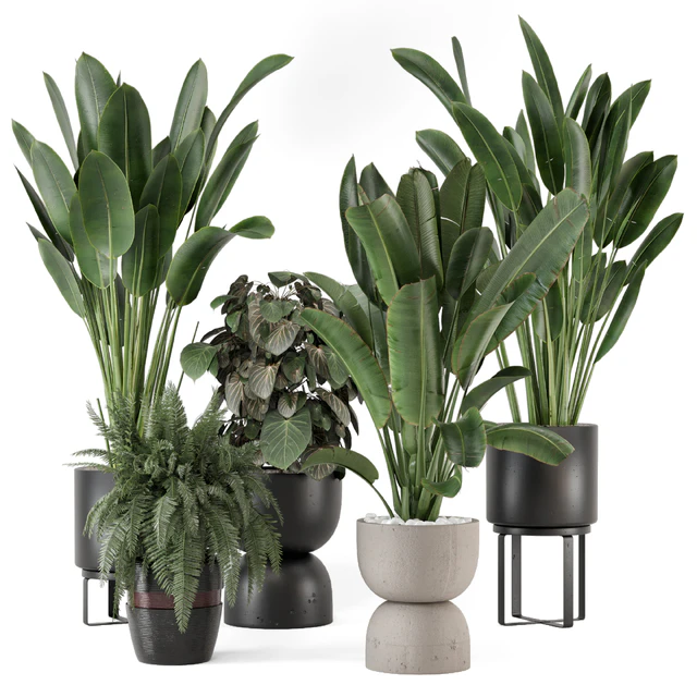 Indoor Plants in Ferm Living Bau Pot Large - Set 1256 — Download