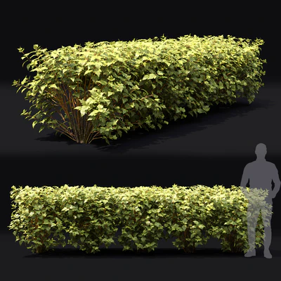 Physocarpus hedge — Вид 6
