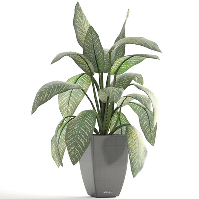 Dieffenbachia, pot, flowerpot, interior plant, bush — Ver 3