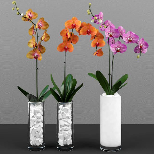 Phalaenopsis orchids set — Descargar