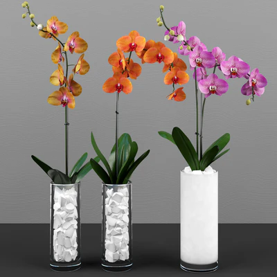 Phalaenopsis orchids set — Ver 3