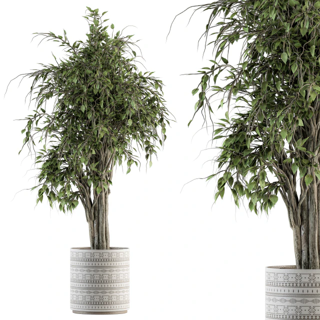 indoor Plant Set 266 - Ficus Benjamin Plant in pot — Descargar