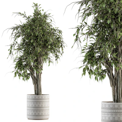 indoor Plant Set 266 - Ficus Benjamin Plant in pot — Ver 1