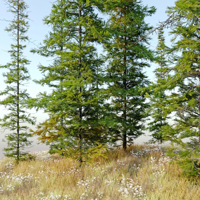 Fir tree 04 — Скачать
