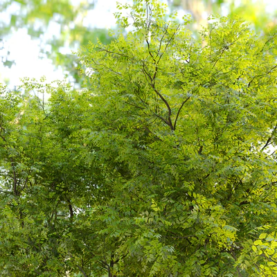 Summit green ash (Fraxinus pennsylvanica Summit) 2 — Вид 4
