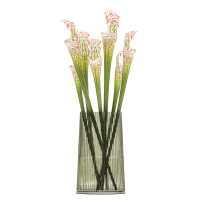 A set of exotic bouquets of Saracenia flowers in glass vases. 180 — Ver 6