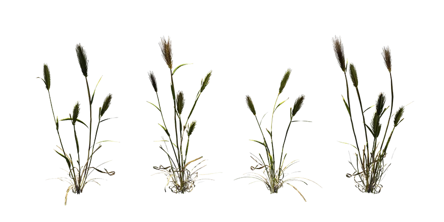 barley plant 001 — Скачать