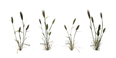 barley plant 001 — download