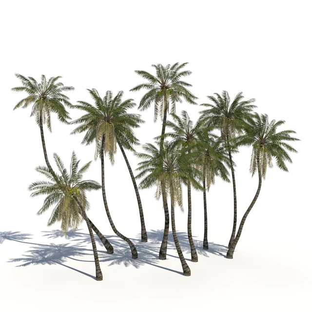 Coconut Palms + animation — Descargar