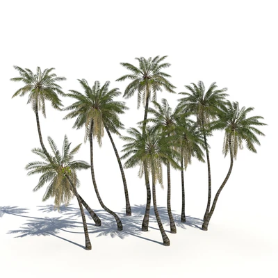 Coconut Palms + animation — Ver 1
