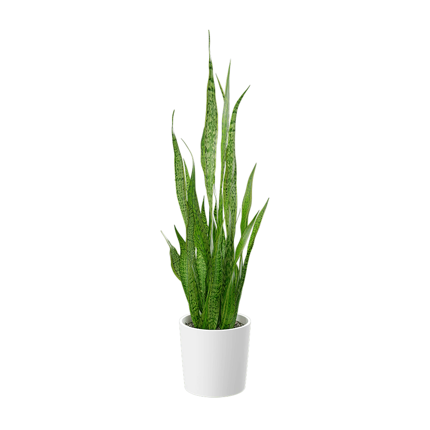 plant snake 001 — Скачать
