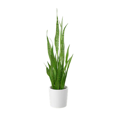 plant snake 001 — Скачать
