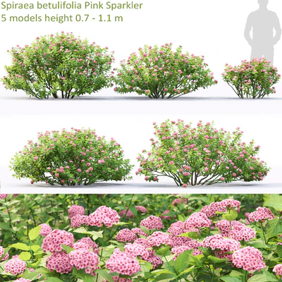 Spiraea betulifolia — Ver 1