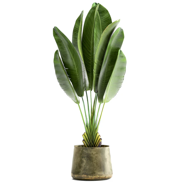 Exotic small flower in a pot with Ravenala, Strelitzia, Banana palm. 926. — Descargar