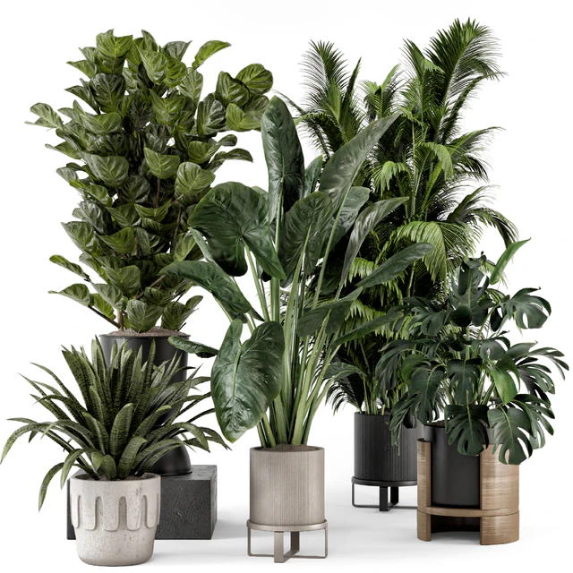Indoor Plants in Ferm Living Bau Pot Large - Set 1188 — Descargar