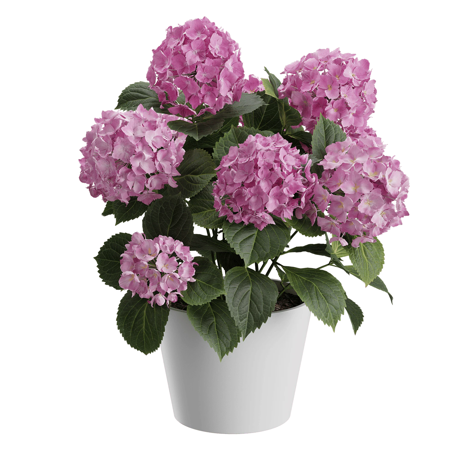 plant hydrangea mophead 003 — Descargar