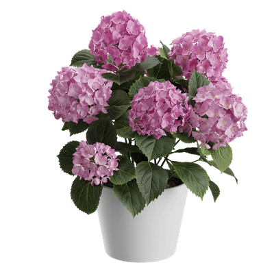 plant hydrangea mophead 003 — Descargar