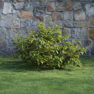 plants and bushes 002 — Descargar