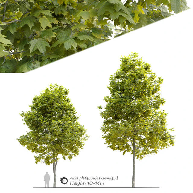 Acer platanoides Cleveland — Descargar