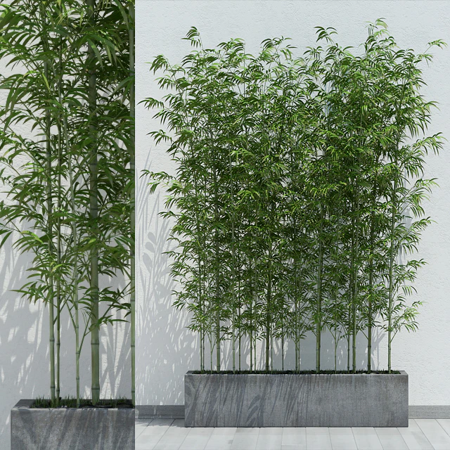 Bamboo 2 — Descargar