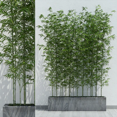 Bamboo 2 — Ver 1
