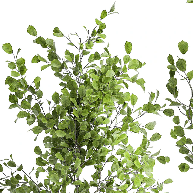 Collection of plants in a pot with hazel, linden and reed trees, bushes. 1066 — Descargar