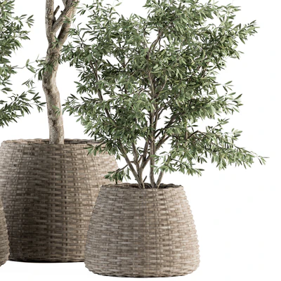 indoor Plant Set 275 - Olive Plants Set in pot — Ver 3