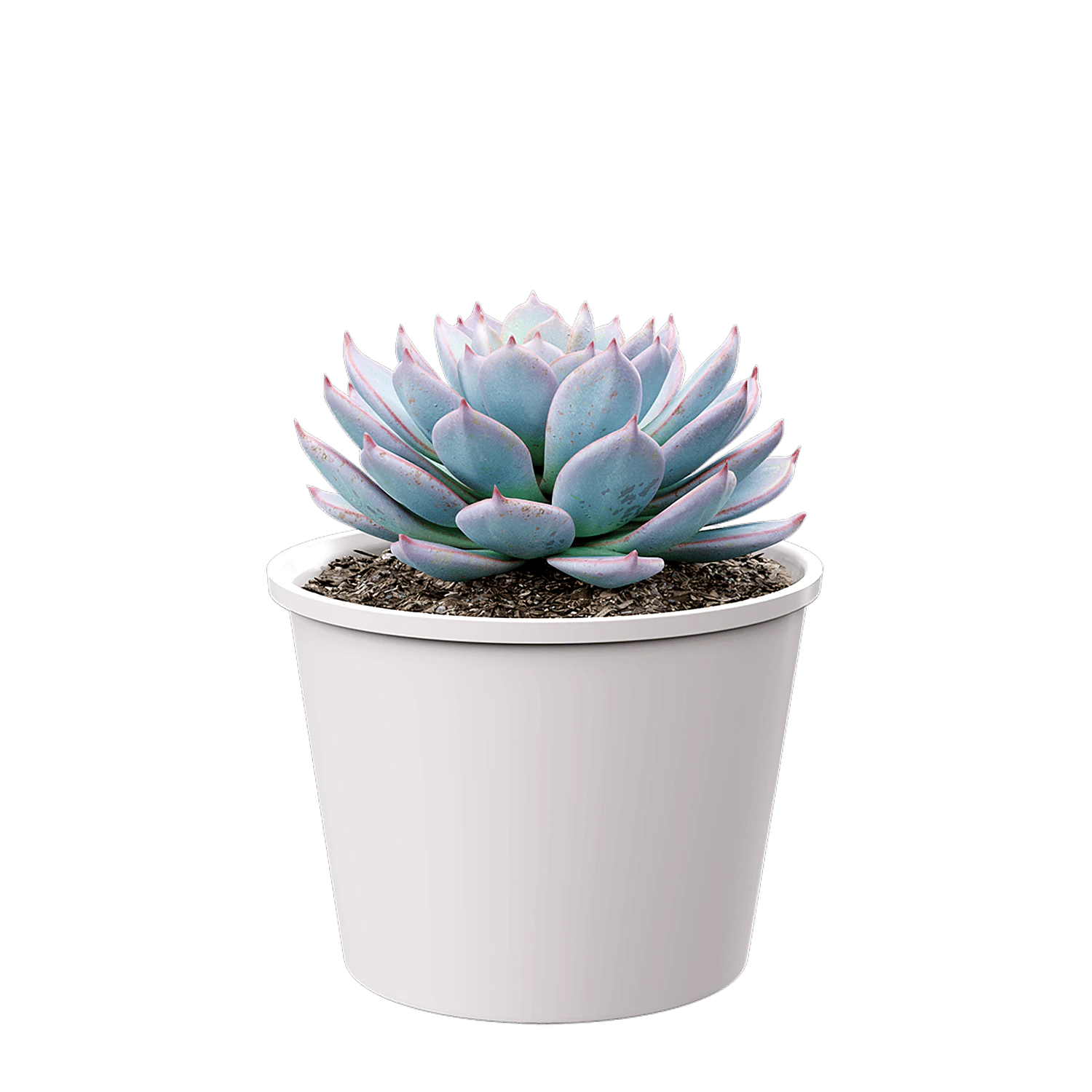 plant succulent morning beauty — Скачать