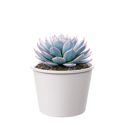 plant succulent morning beauty — Скачать