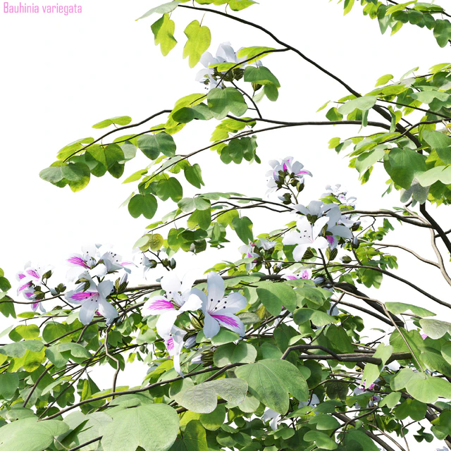 Bauhinia variegata #2 — Скачать